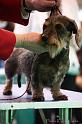 Crufts2011_2 1464